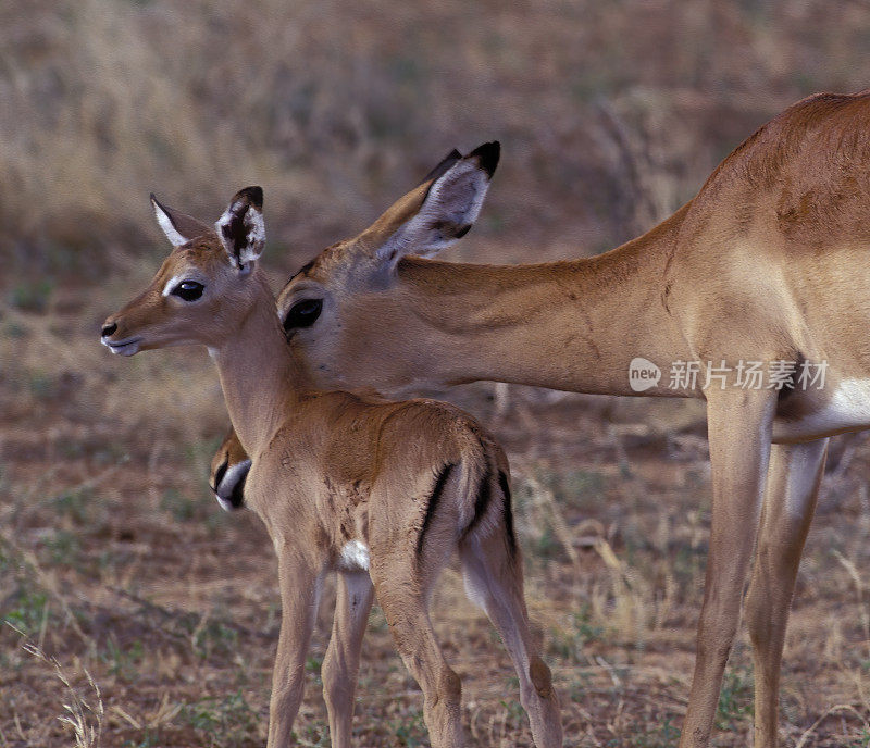 黑斑羚(Aepyceros melampus)是一种中型非洲羚羊。母鲸和幼鲸。肯尼亚马赛马拉国家保护区。